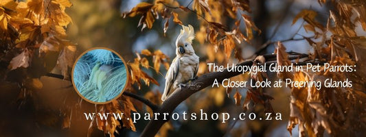 The Uropygial Gland in Pet Parrots: A Closer Look at Preening Glands