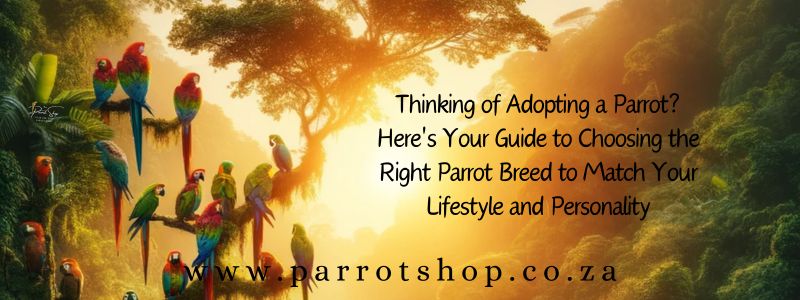 Thinking of Adopting a Parrot? Here's Your Guide to Choosing the Right Parrot Breed to Match Your Lifestyle and Personality