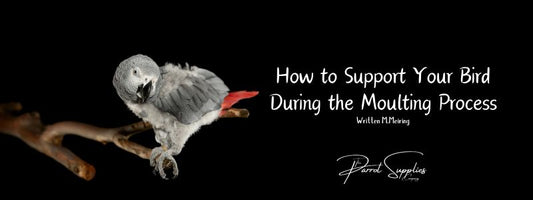 How to Support Your Bird During the Moulting Process