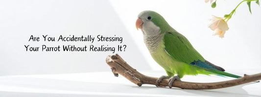 Are You Accidentally Stressing Your Parrot Without Realising It?