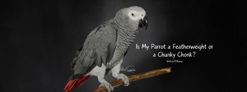 Is My Parrot a Featherweight or a Chunky Chonk?