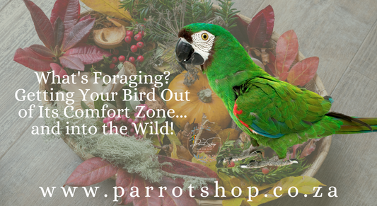 What's Foraging? Getting Your Bird Out of Its Comfort Zone... and into the Wild!