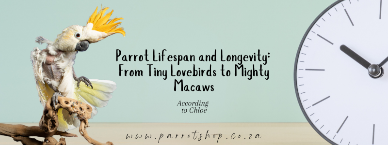 Parrot Lifespan and Longevity: From Tiny Lovebirds to Mighty Macaws