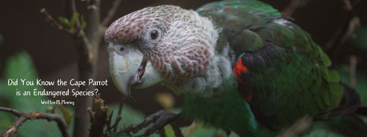 Did You Know the Cape Parrot is an Endangered Species?