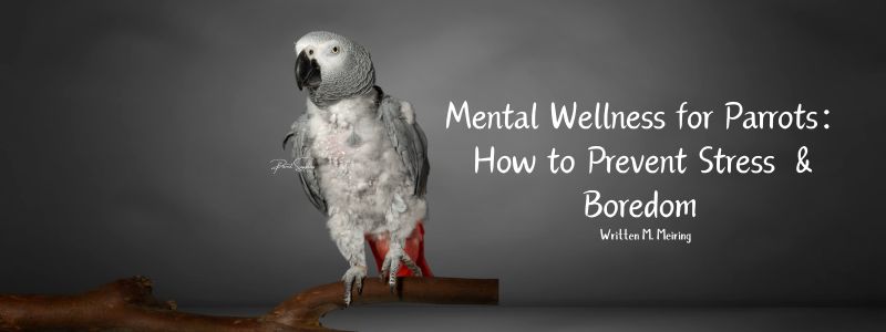 Mental Wellness for Parrots: How to Prevent Stress & Boredom