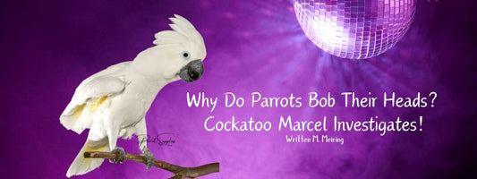 Why Do Parrots Bob Their Heads? Cockatoo Marcel Investigates!