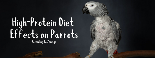 High-Protein Diet Effects on Parrots