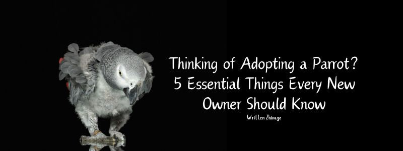 Thinking of Adopting a Parrot? 5 Essential Things Every New Owner Should Know