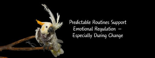Predictable Routines Support Emotional Regulation — Especially During Change