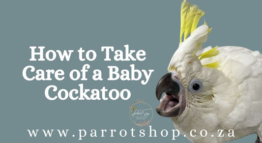 How to Take Care of a Baby Cockatoo