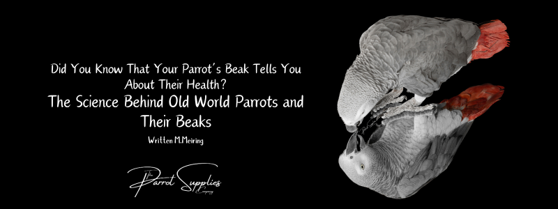 Did You Know That Your Parrot’s Beak Tells You About Their Health?