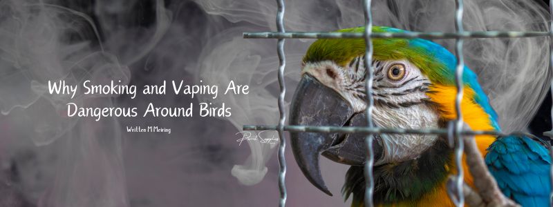 Why Smoking and Vaping Are Dangerous Around Birds