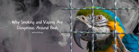 Why Smoking and Vaping Are Dangerous Around Birds