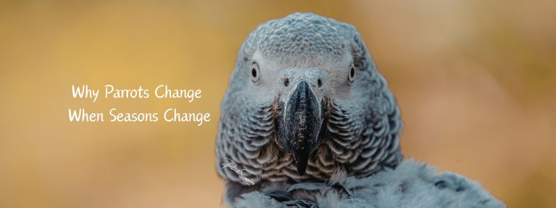 Why Parrots Change When Seasons Change