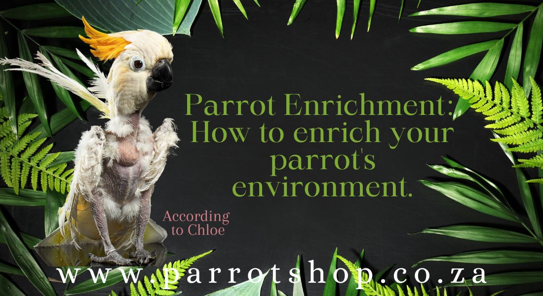 Parrot Enrichment: How to enrich your parrot's environment!