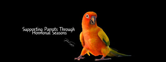 Supporting Parrots Through Hormonal Seasons