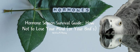 Hormone Season Survival Guide: How Not to Lose Your Mind (or Your Bird’s)