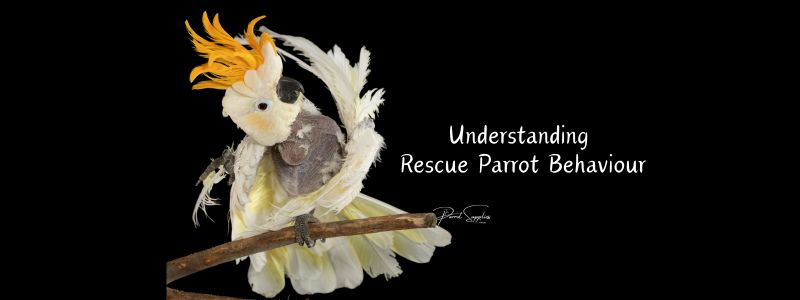 Understanding Rescue Parrot Behaviour