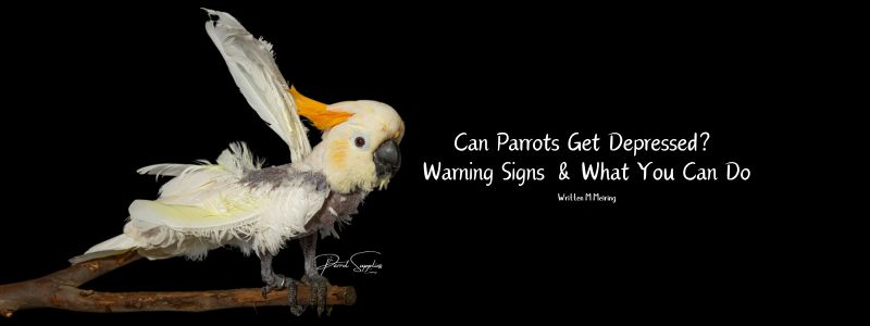 Mental Wellness & Enrichment: Can Parrots Get Depressed? Warning Signs & What You Can Do
