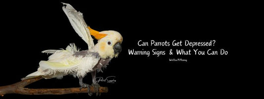 Mental Wellness & Enrichment: Can Parrots Get Depressed? Warning Signs & What You Can Do