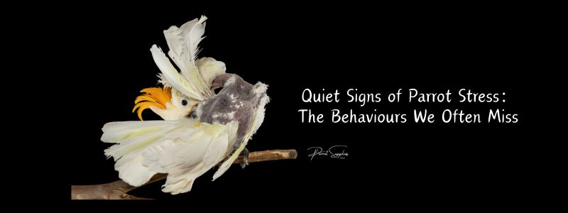 Quiet Signs of Parrot Stress: The Behaviours We Often Miss