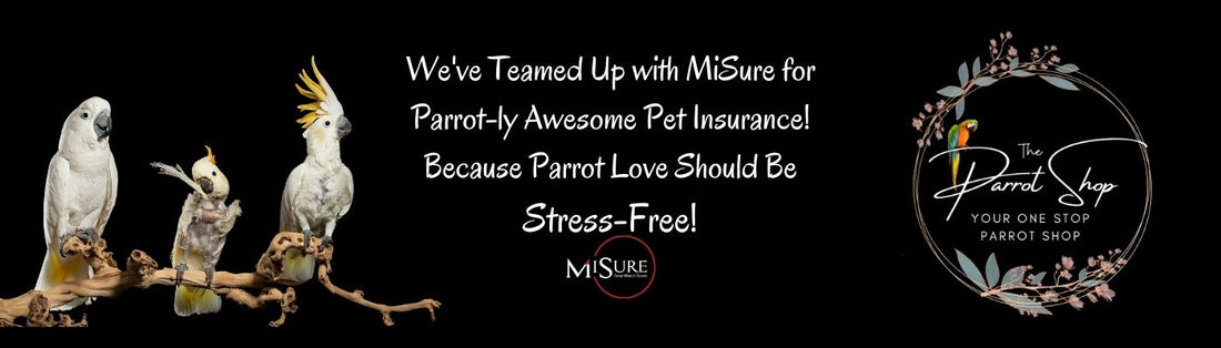 It's Not Just a Bird, It's Family: The Joy of Insuring Your Parrot with MiSure