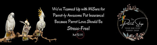 It's Not Just a Bird, It's Family: The Joy of Insuring Your Parrot with MiSure