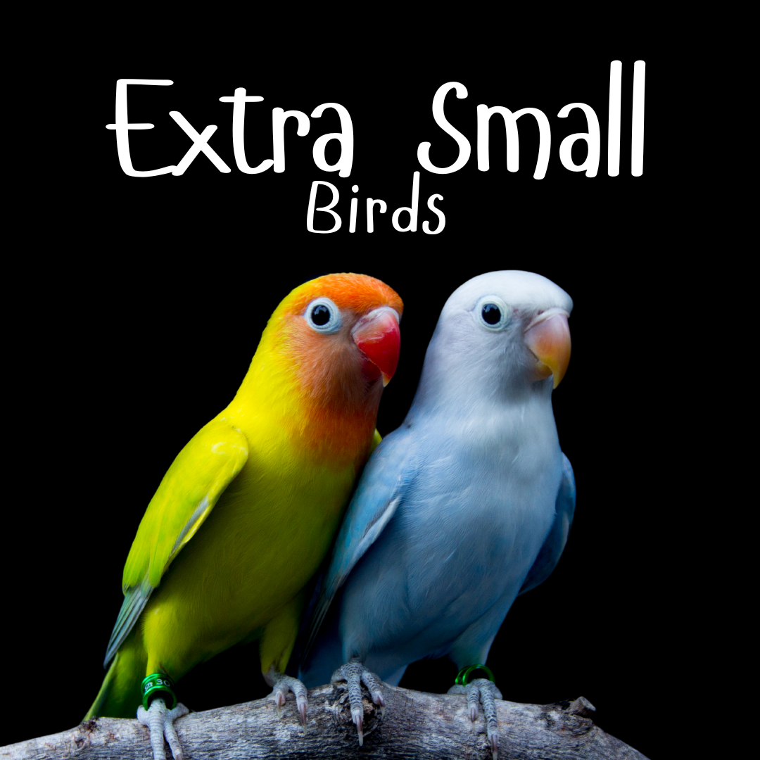 Extra Small Birds