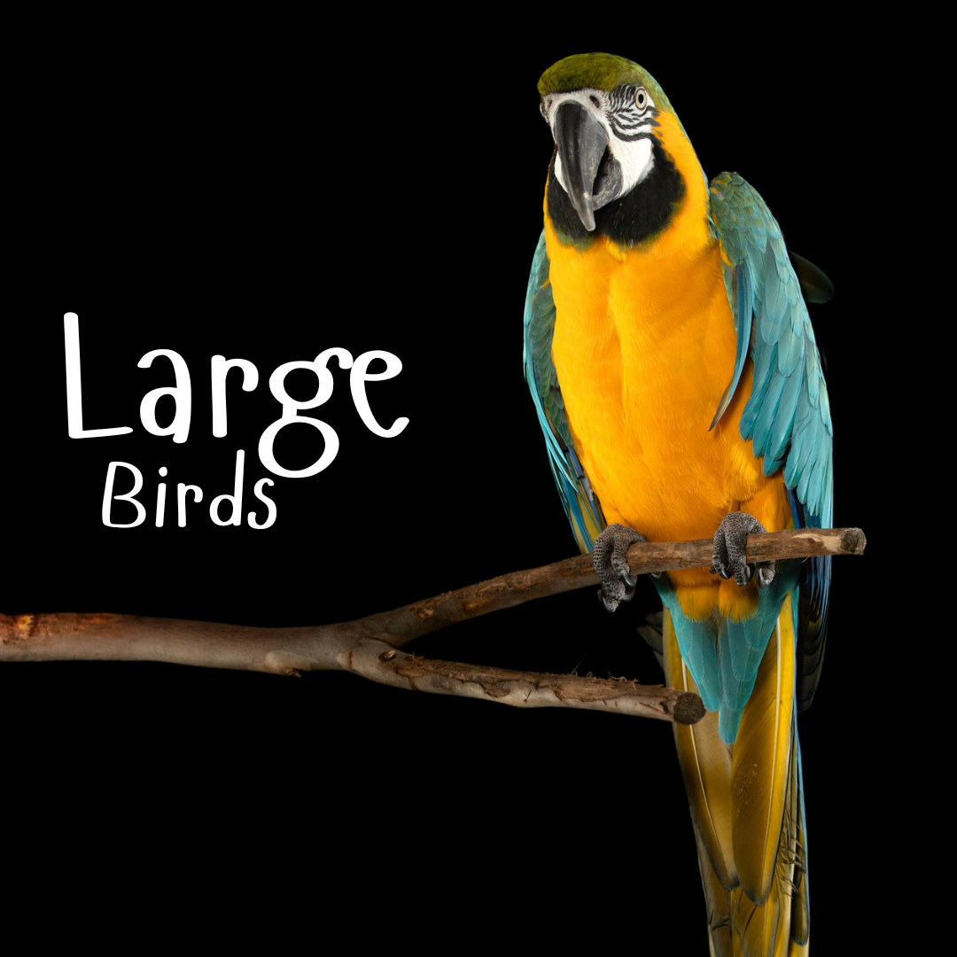 Large Birds