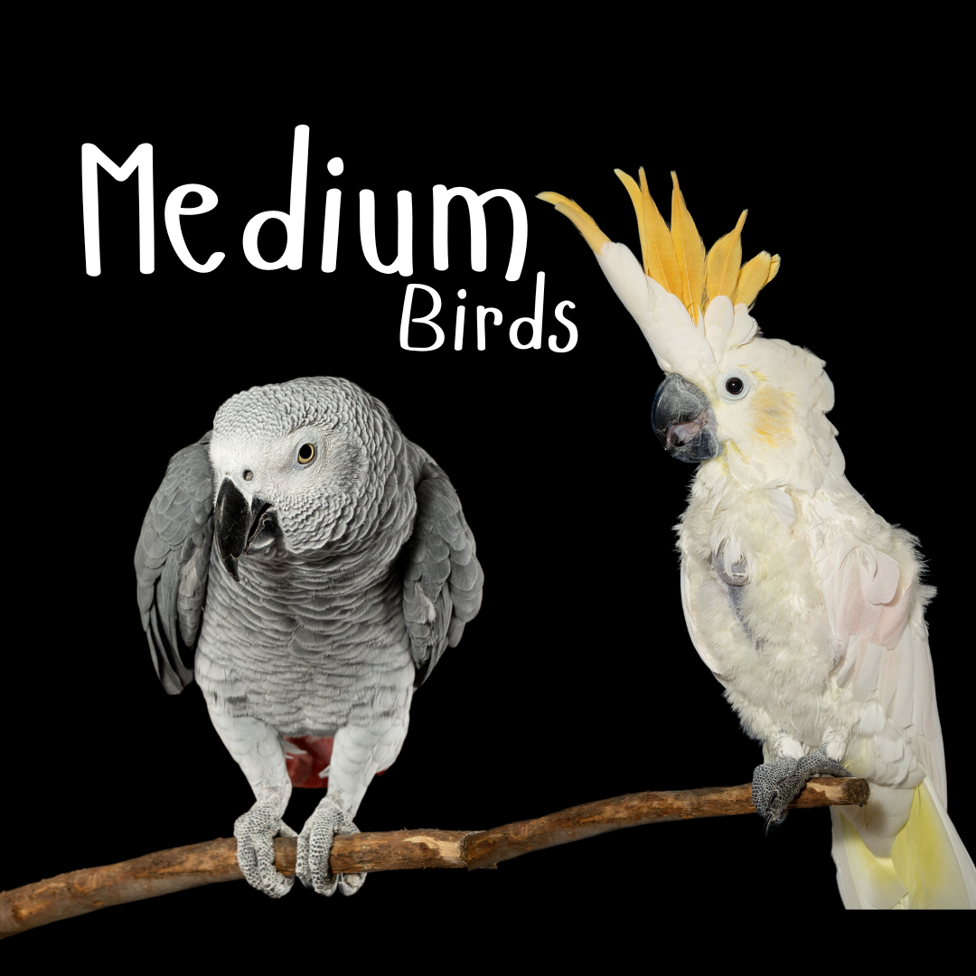 Medium Birds