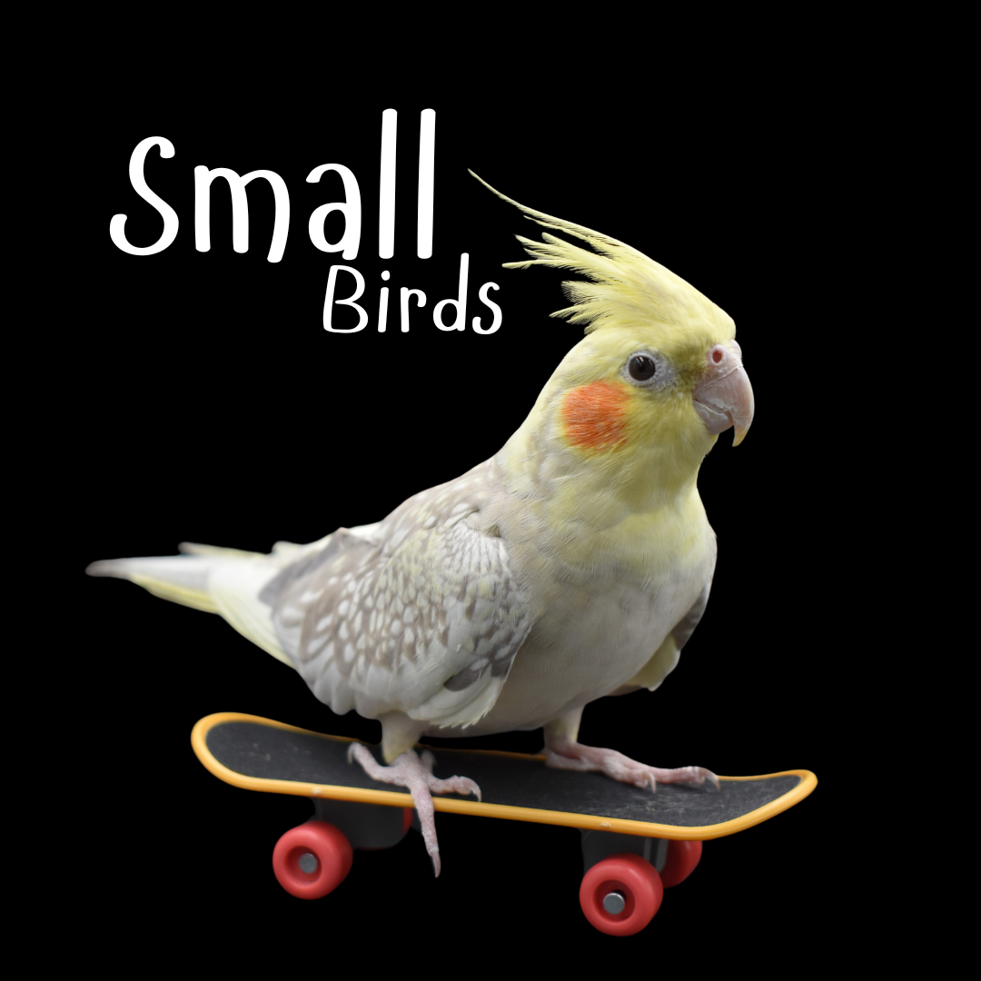 Small Birds