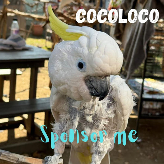 Cocoloco