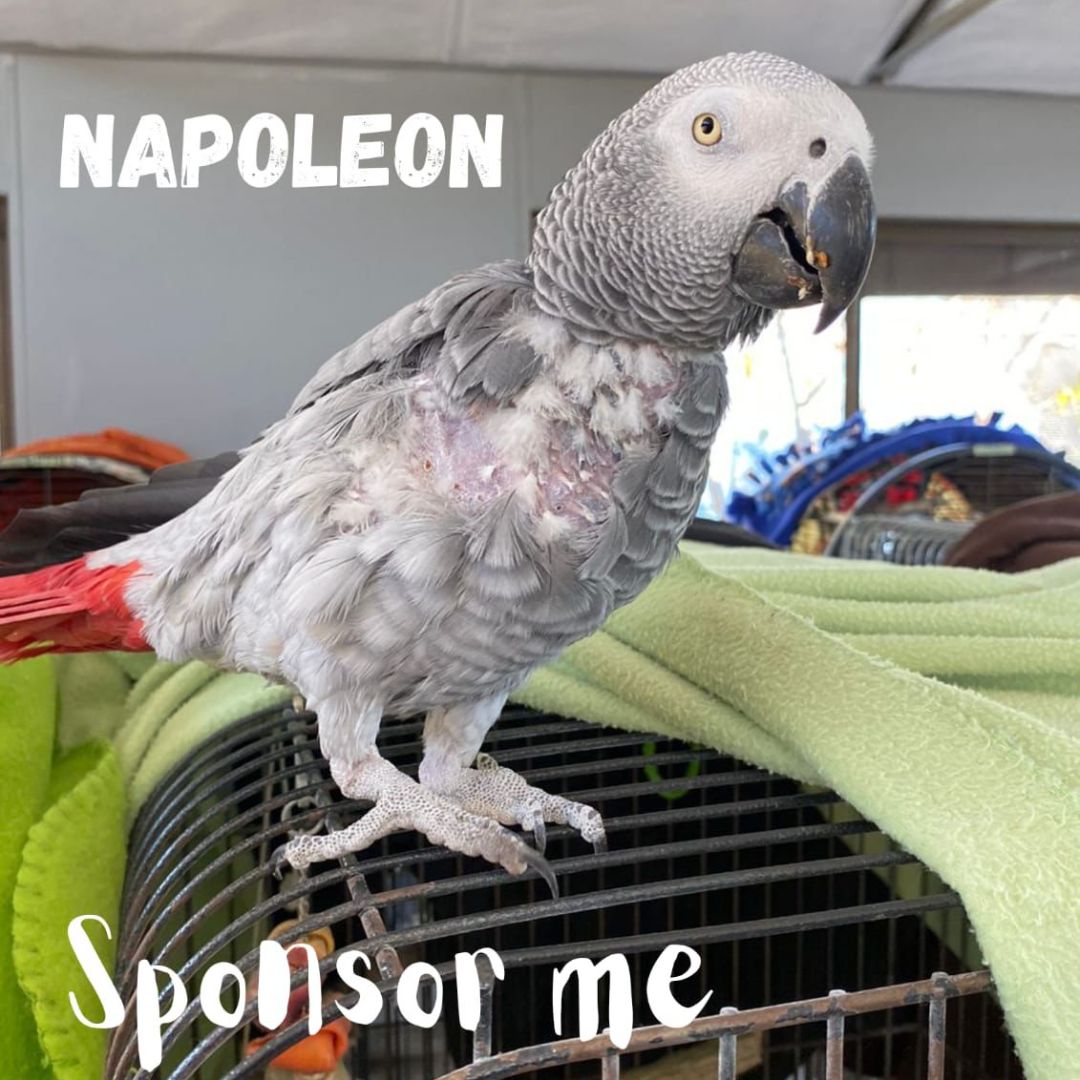 Napleon