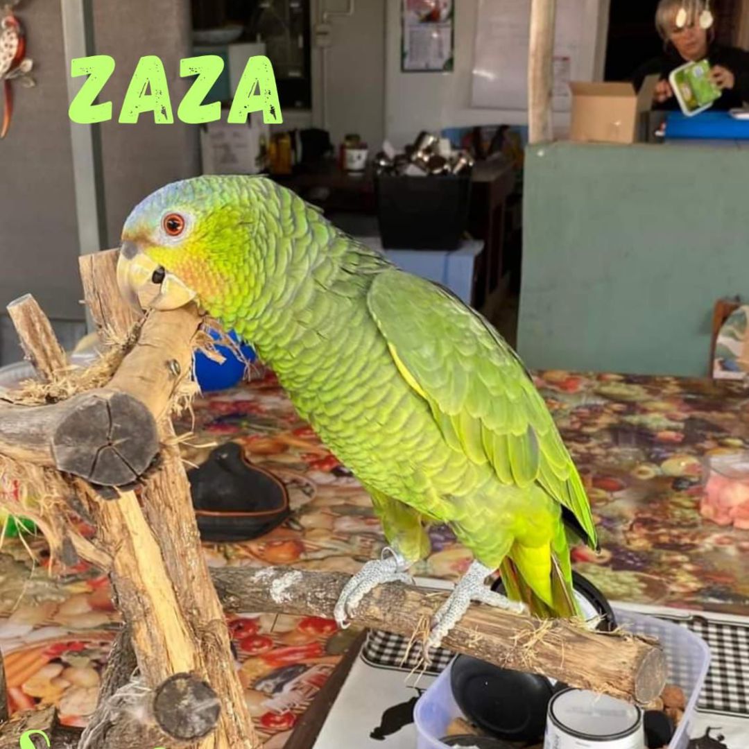 Zaza