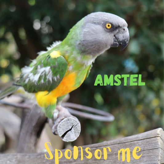 Amstel