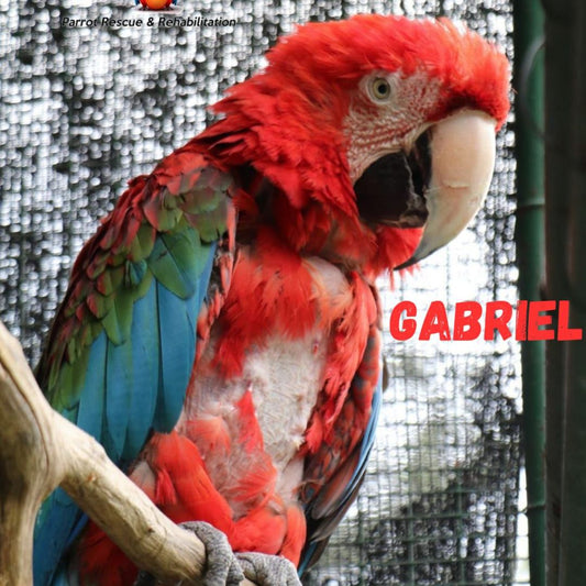 Gabriel