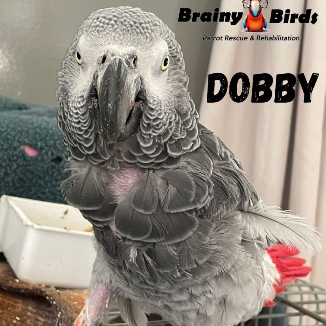 Dobby