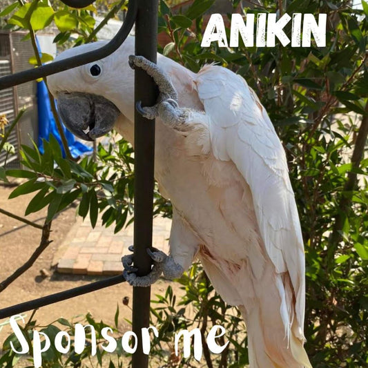 Anikin