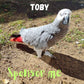 Toby