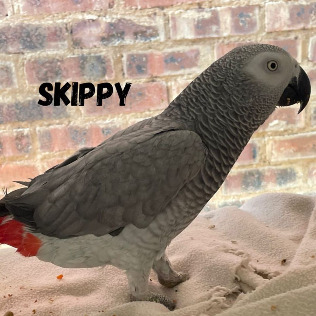 Skippy