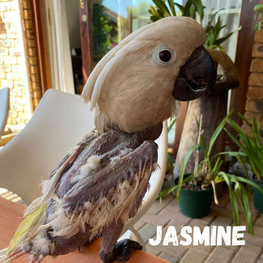 Jasmine