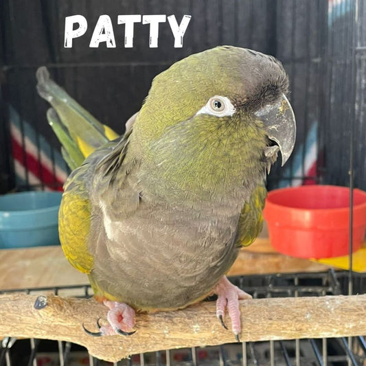 Patty