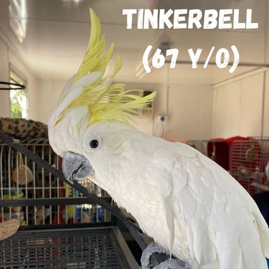 Tinkerbell