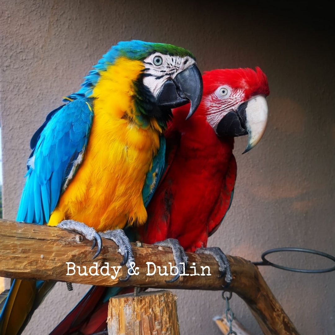 Buddy & Dublin