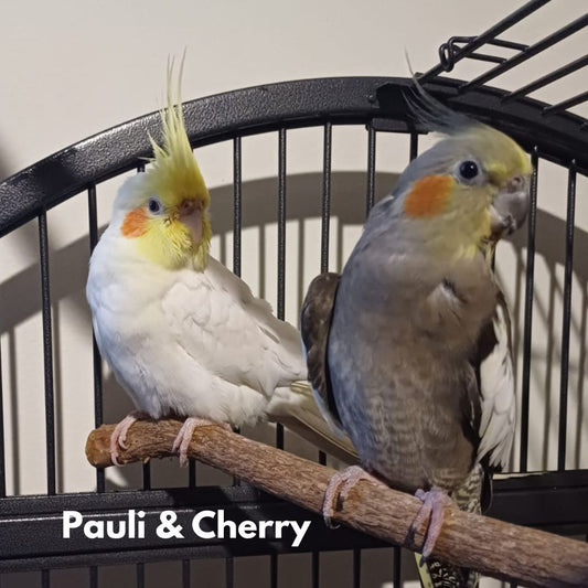 Pauli & Cherry