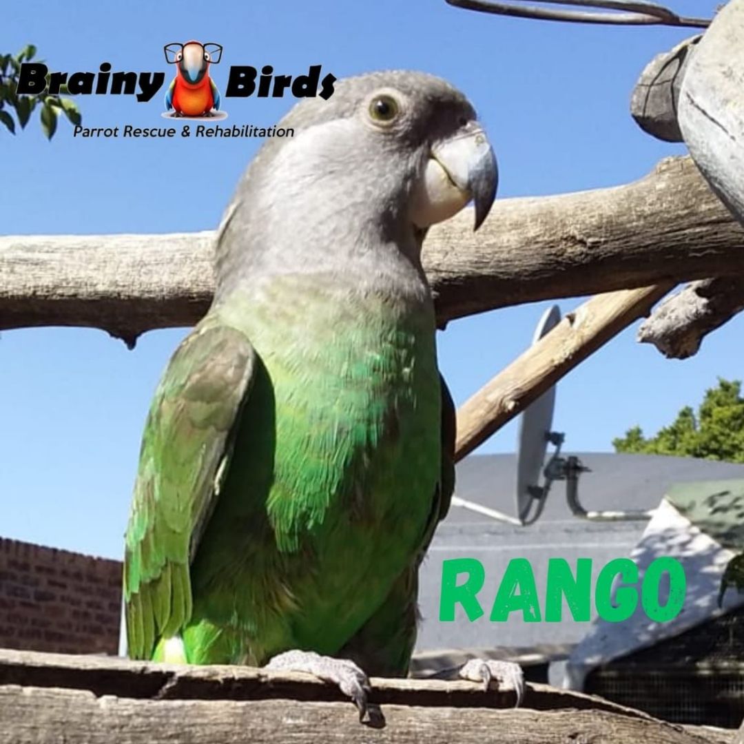 Rango