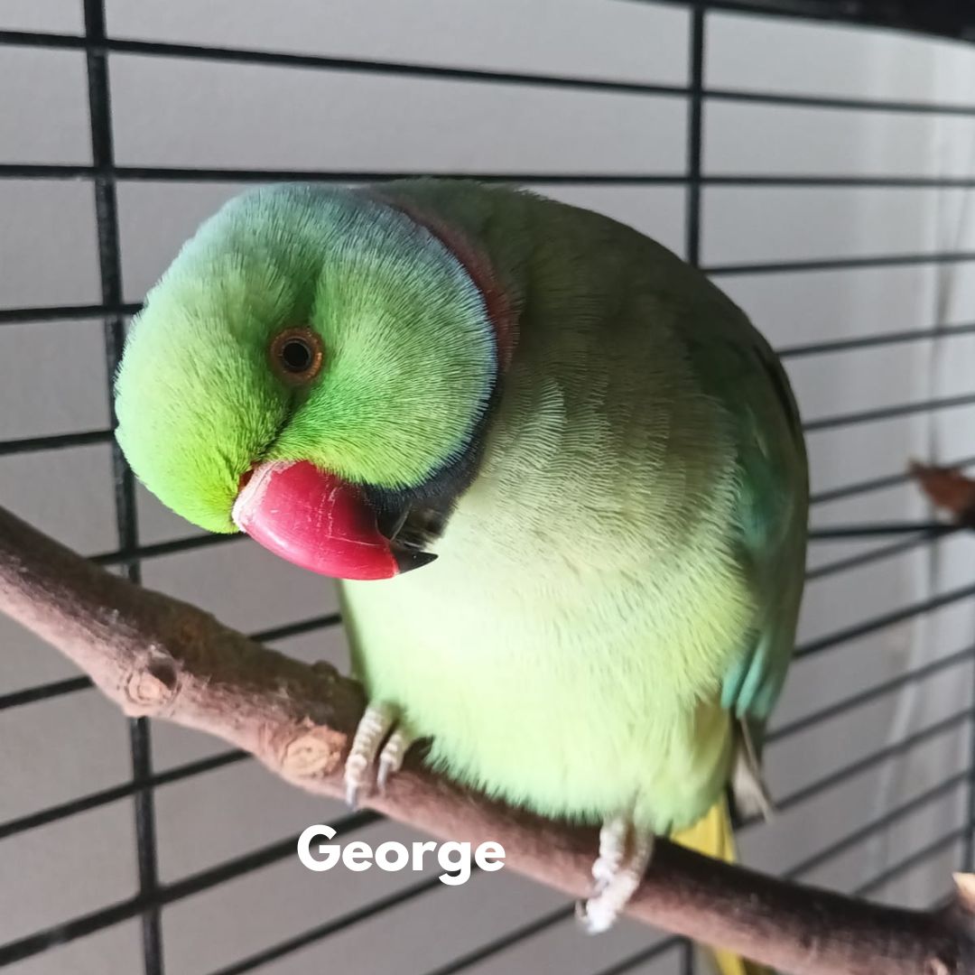 George