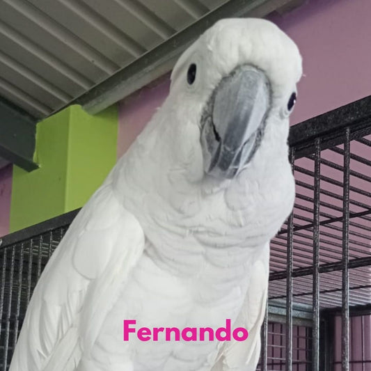 Fernando