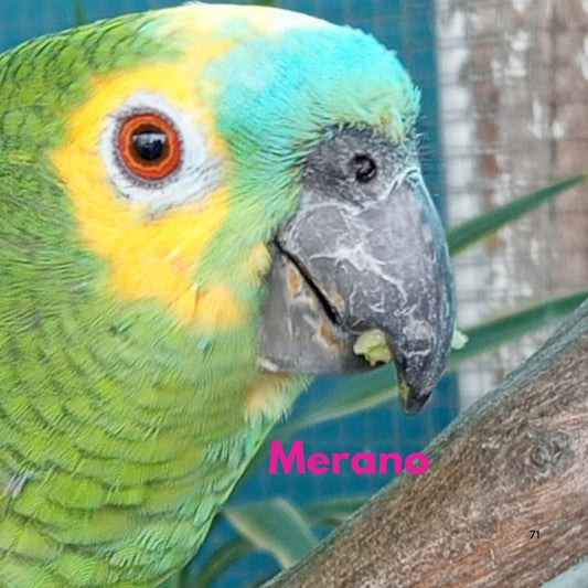 Merone