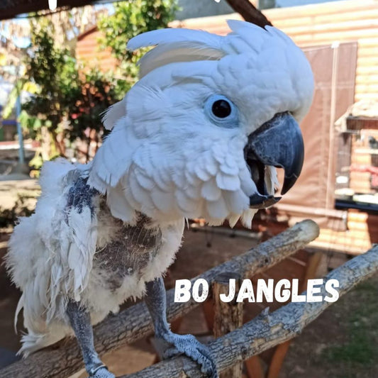 Bo Jangles